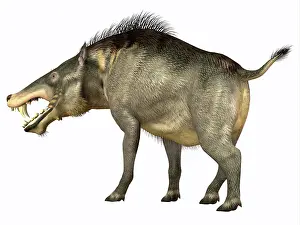 Pigs: Entelodon, white background
