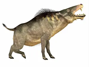 Pigs: Entelodon, white background
