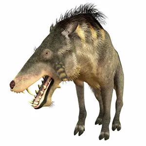 Pigs: Entelodon, white background