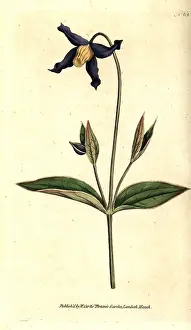 Integrifolia: Entire-leaved clematis or virgin's bower