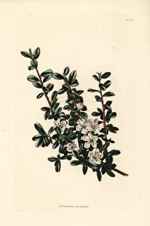 Microphylla: Entire-leaved cotoneaster, Cotoneaster integrifolius