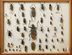 Russel: Entomological Specimens