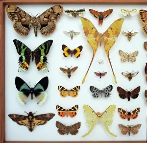 Biodiverse: Entomological specimens of Lepidoptera