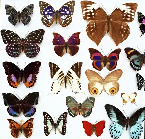 Biodiverse: Entomological specimens of Lepidoptera