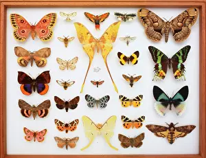 Biodiverse: Entomological specimens of Lepidoptera