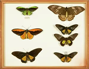 Swallowtail: Entomological Specimens from the Wallace Collection