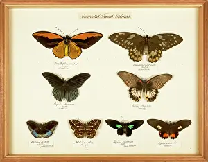 Russel: Entomological Specimens from the Wallace Collection