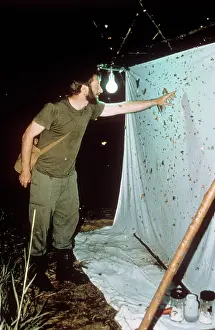 Entomologist: Entomologist with moth specimens