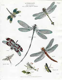 Dragonflies: Entomology - Dragonflies