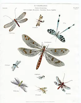 Dragonflies: Entomology - Dragonflies