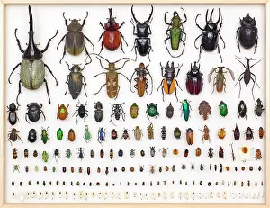 Biodiverse: Entomology Specimens