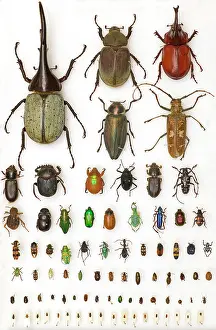 Biodiverse: Entomology Specimens