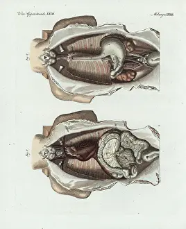 Entrails: Entrails in the human body