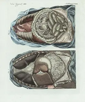 Diaphragm: The entrails in the human body