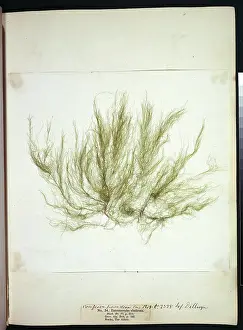 Alga: Entromorpha clathrata, seaweed