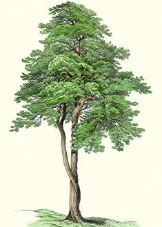 Pines: Entwined Pines