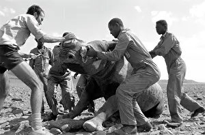 Poaching: Environmental workers with rhino waking after its horn