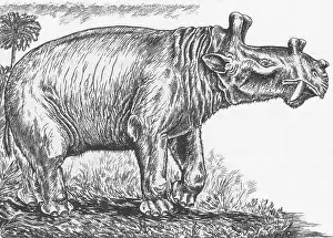 Cornutus: Eobasileus