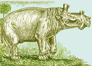 Cornutus: Eobasileus
