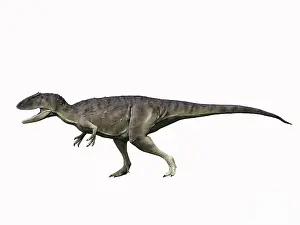 Carcharodontosaurid: Eocarcharia dinops, Early Cretaceous of Niger