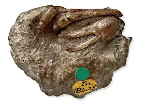Decapod: Eocarcinus, the oldest crab fossil ever found