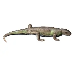 Martini: Eocasea is a synapsid from the Late Carboniferous period