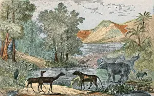Scape: EOCENE L'SCAPE/ANIMALS