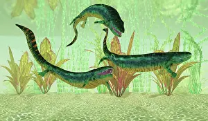 Carboniferous: Three Eogyrinus amphibians search for fish prey