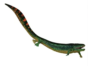 Slender: Eogyrinus aquatic tetrapod, side view