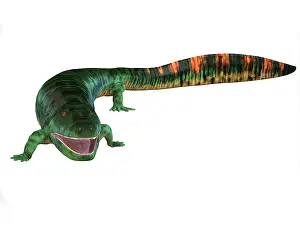 Reptiliomorph: Eogyrinus aquatic tetrapod on white background