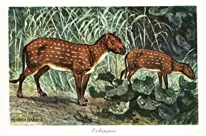 Riesengursteltier: Eohippus angustidens, extinct species of small