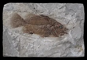 Ventral: Eolates gracilis, fossil fish