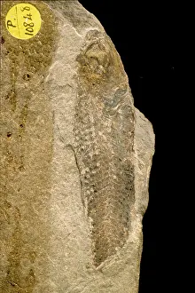 Oligocene: Eomyctophum koraense