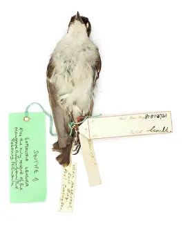 Ornithological: Eopsaltria leucura