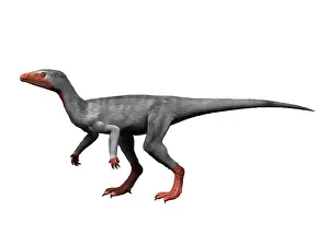 Ladinian: Eoraptor lunensis is an extinct dinosaur from the Late ?