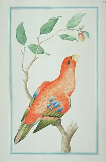 Parakeet: Eos rubra, red lory