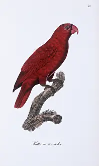 Psittaciformes: Eos rubra, red lory