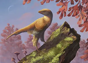 Contour: Eosinopteryx brevipenna perched on a tree branch