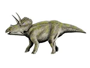 Chasmosaurinae: Eotriceratops dinosaur