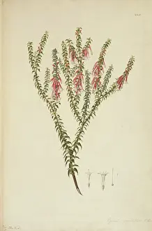 Fuchsia: Epacris longiflora, fuschia heath