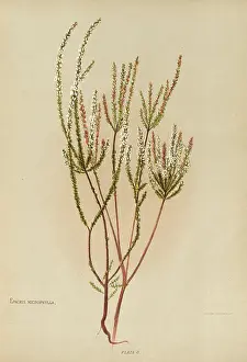 Microphylla: Epacris Microphylla or Coral Heath
