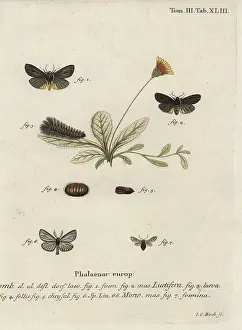 Caesarea: Epatolmis caesarea and Penthophera morio moths