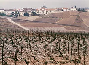 Epernay: EPERNAY VINEYARD, 1987