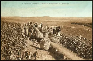 Epernay: EPERNAY VINEYARDS