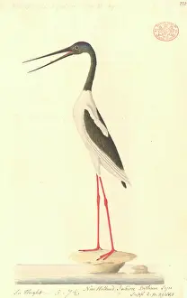 Necked: Ephippiorhynchus asiaticus, black-necked stork