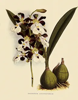 Nugent: Epidendrum Atropurpureum