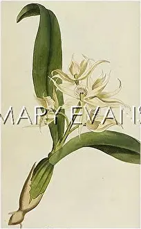 Epidendrum: EPIDENDRUM COCHLEATUM