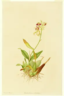 Bauer: Epidendrum cochleatum, clamshell orchid