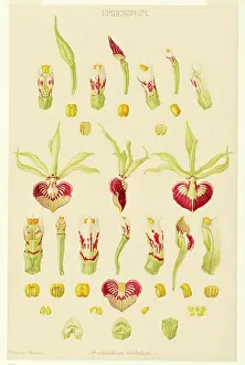 Bauer: Epidendrum cochleatum, clamshell orchid