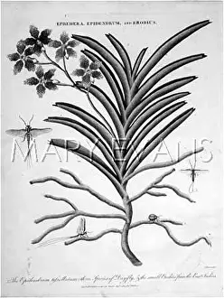 Epidendrum: EPIDENDRUM & DAY FLY